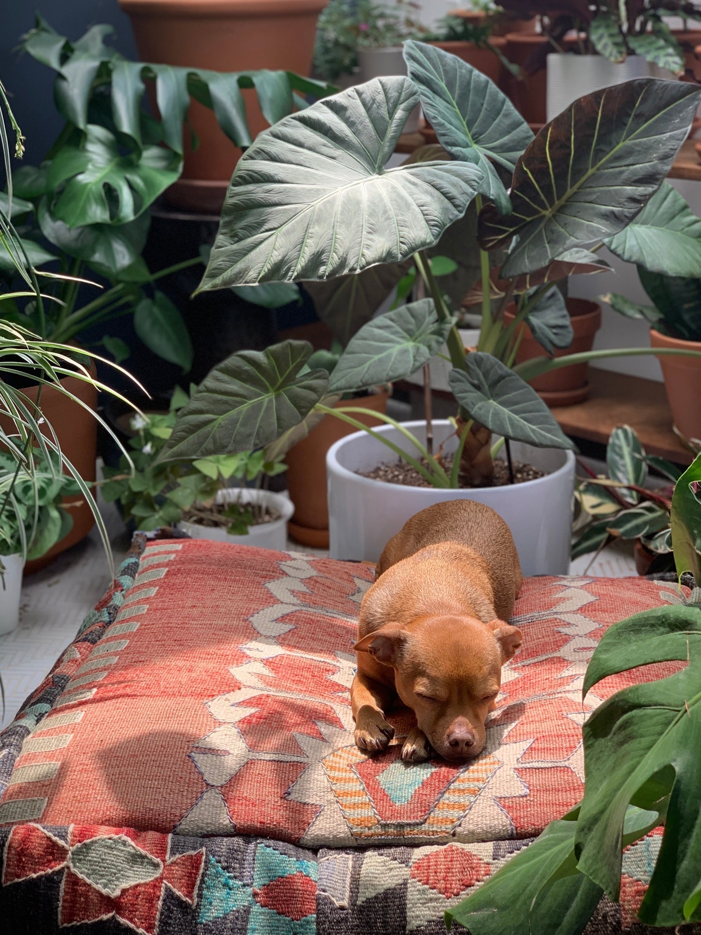25+ Pet-Safe Houseplants