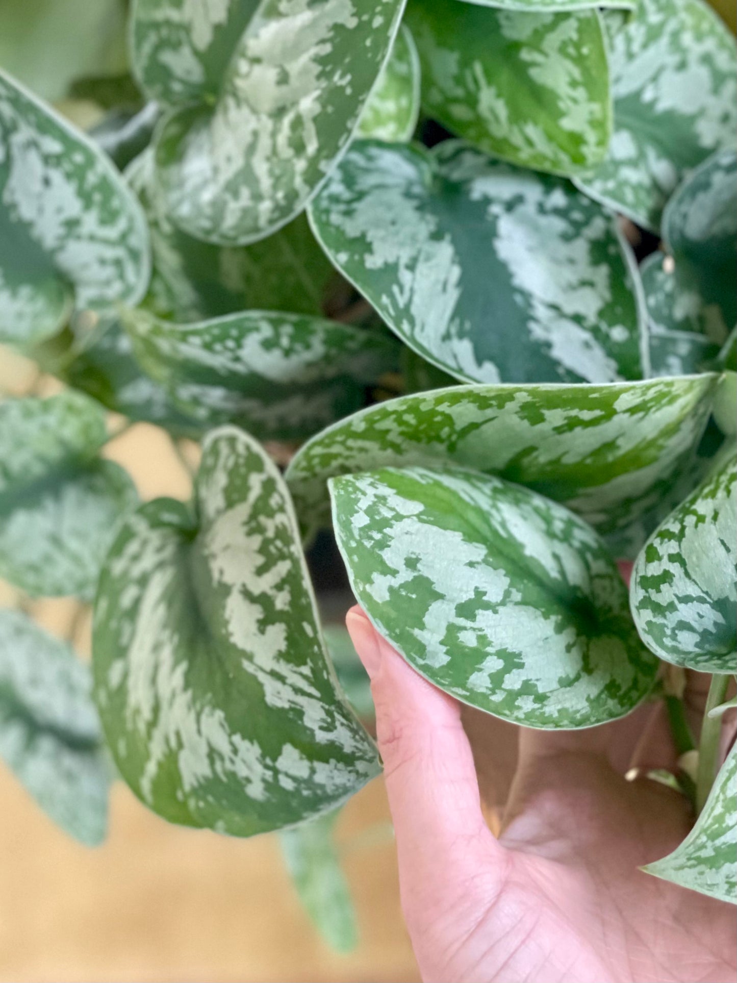5 Tips for plant propagation: Soil