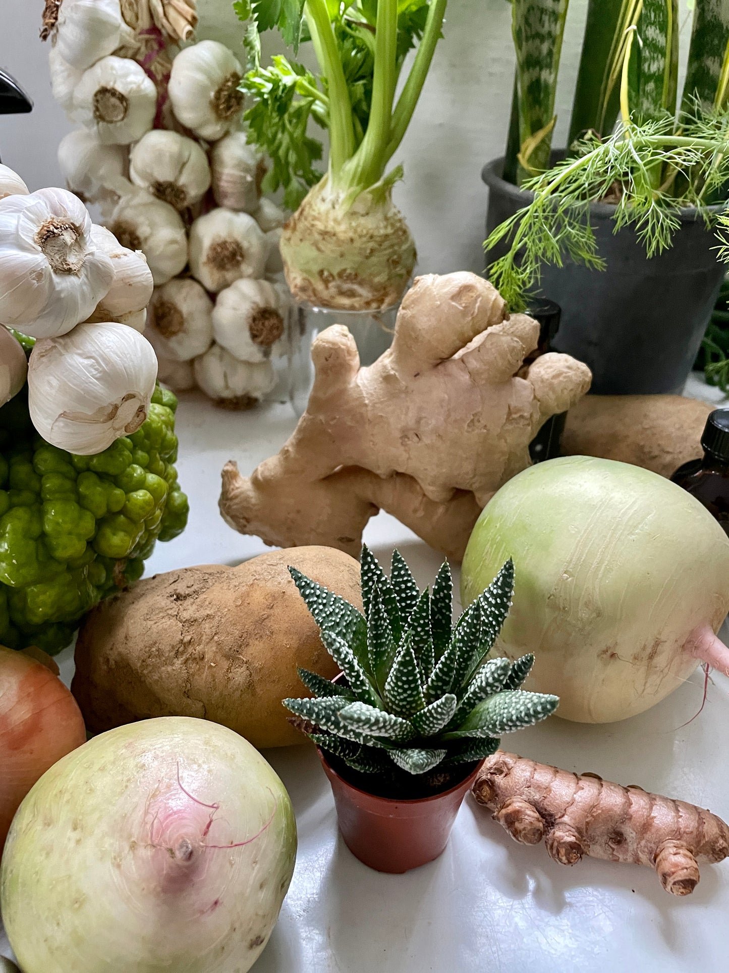 Bulbs, Tubers, Corms, and Rhizomes