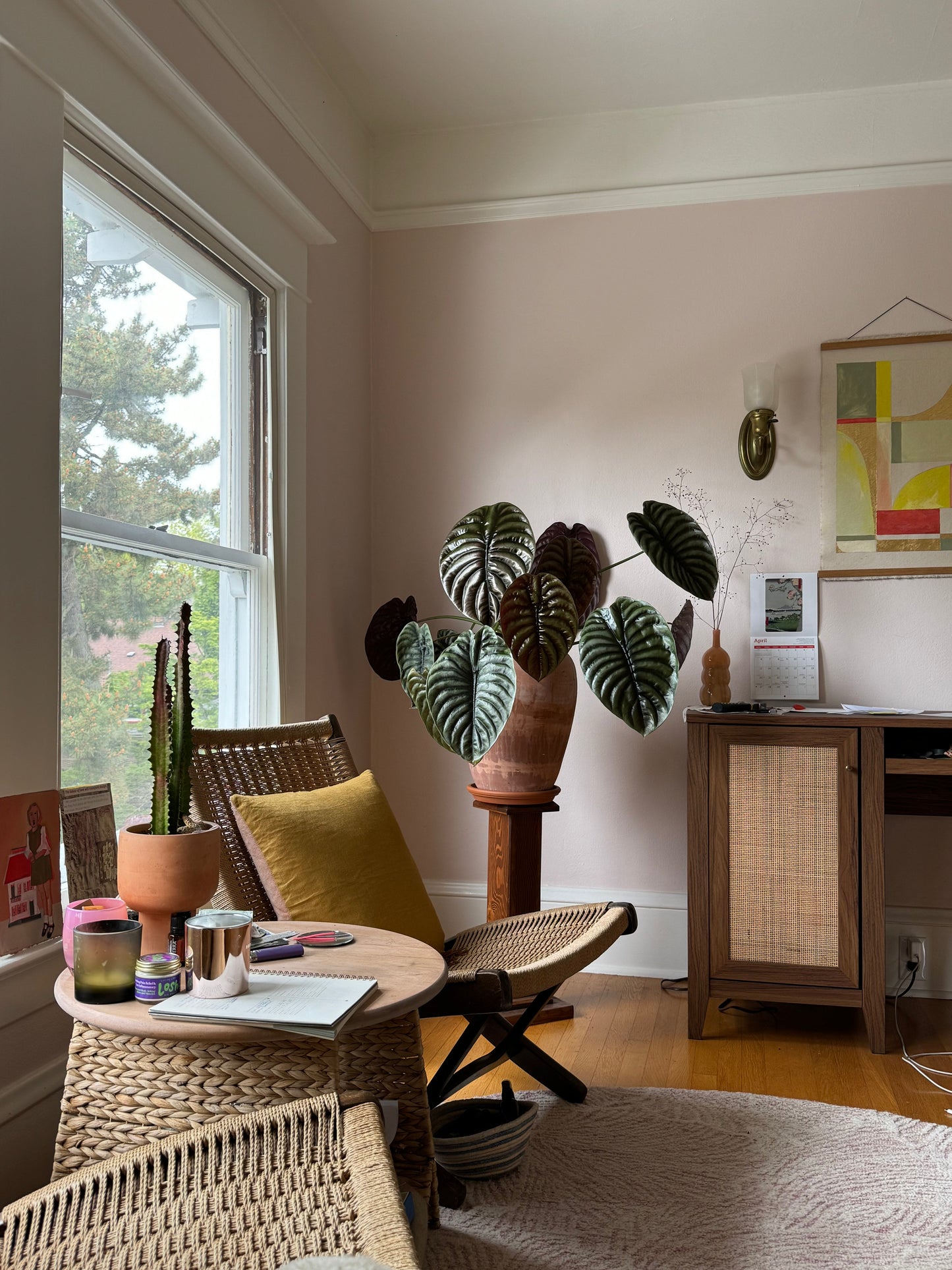 which pot is best for your plant parent style alocasia in terra cotta