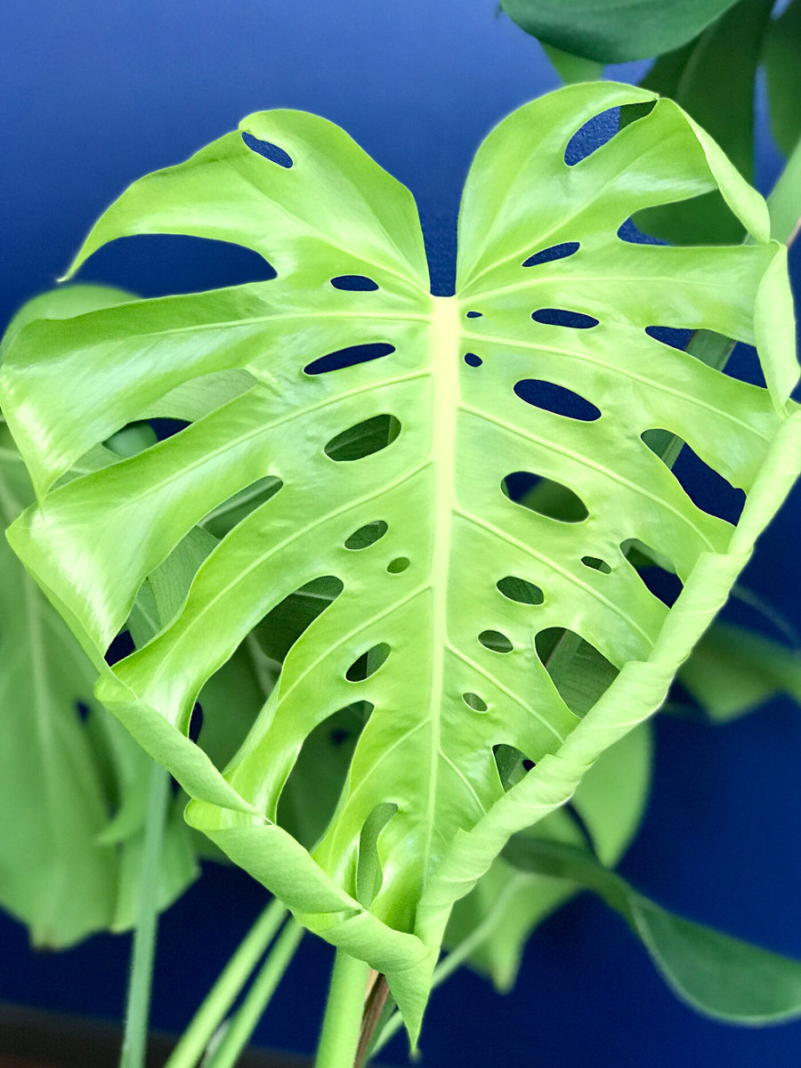 Tips for Growing Monstera  Sacred Elements