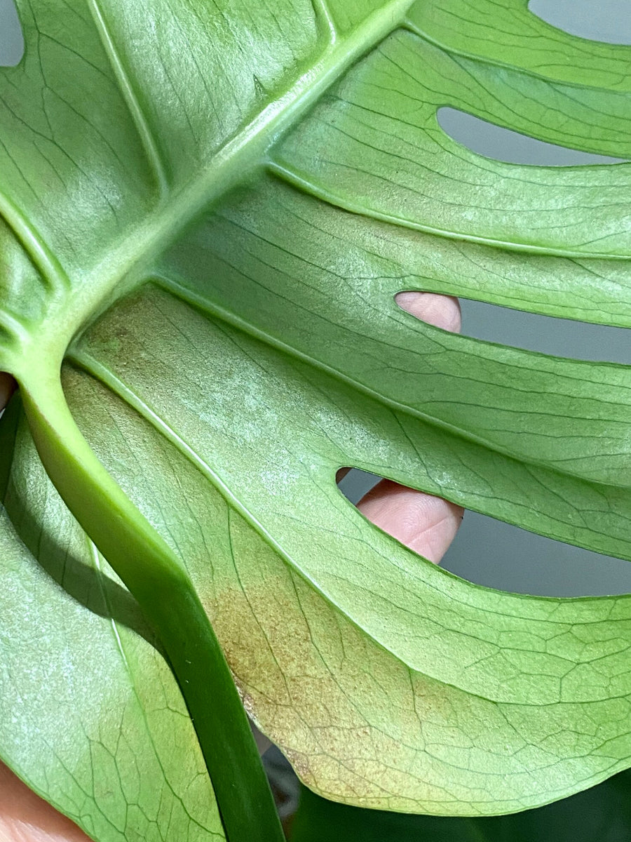 echte monstera deliciosa kaufen Monstera deliciosa - Monstera deliciosa