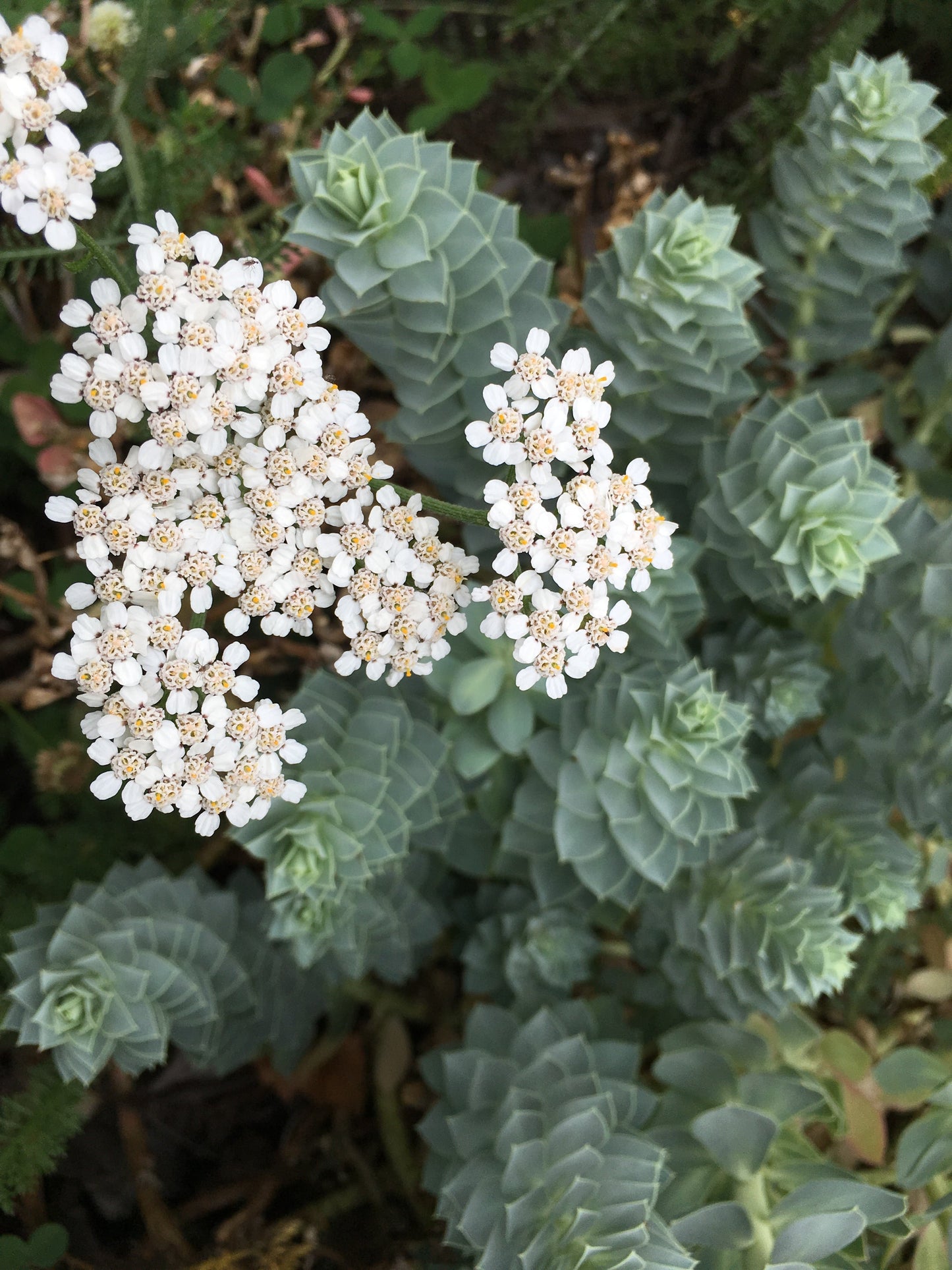 Comfrey, Yarrow and Nettle powerhouse plants that feed and protect your houseplants and garden