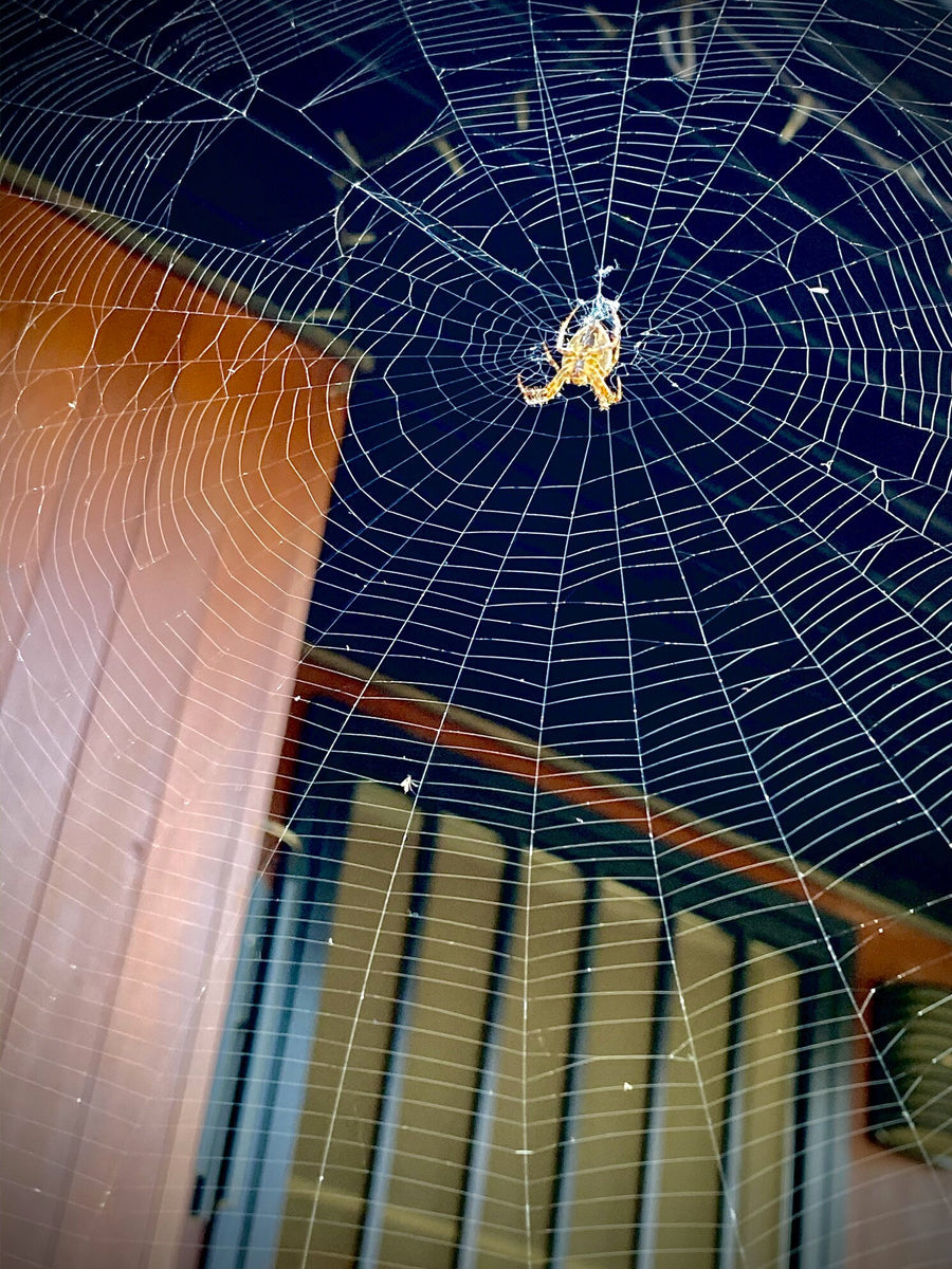 Spiders: Nature's Pest Control
