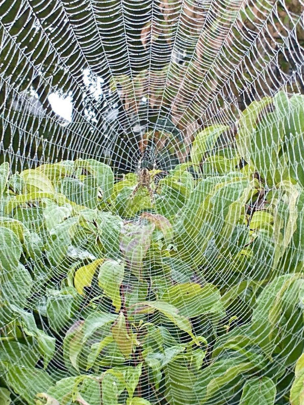 Spiders: Nature's Pest Control
