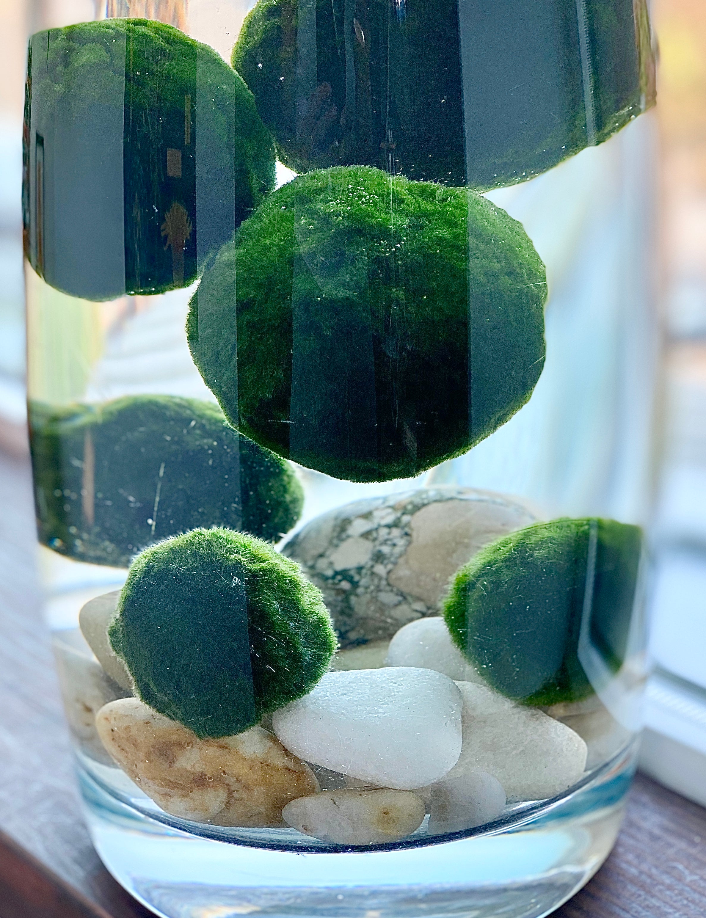 MID-SIZED TALL BABY  MARIMO MOSS BALL TERRARIUM – OH MY PLANTA