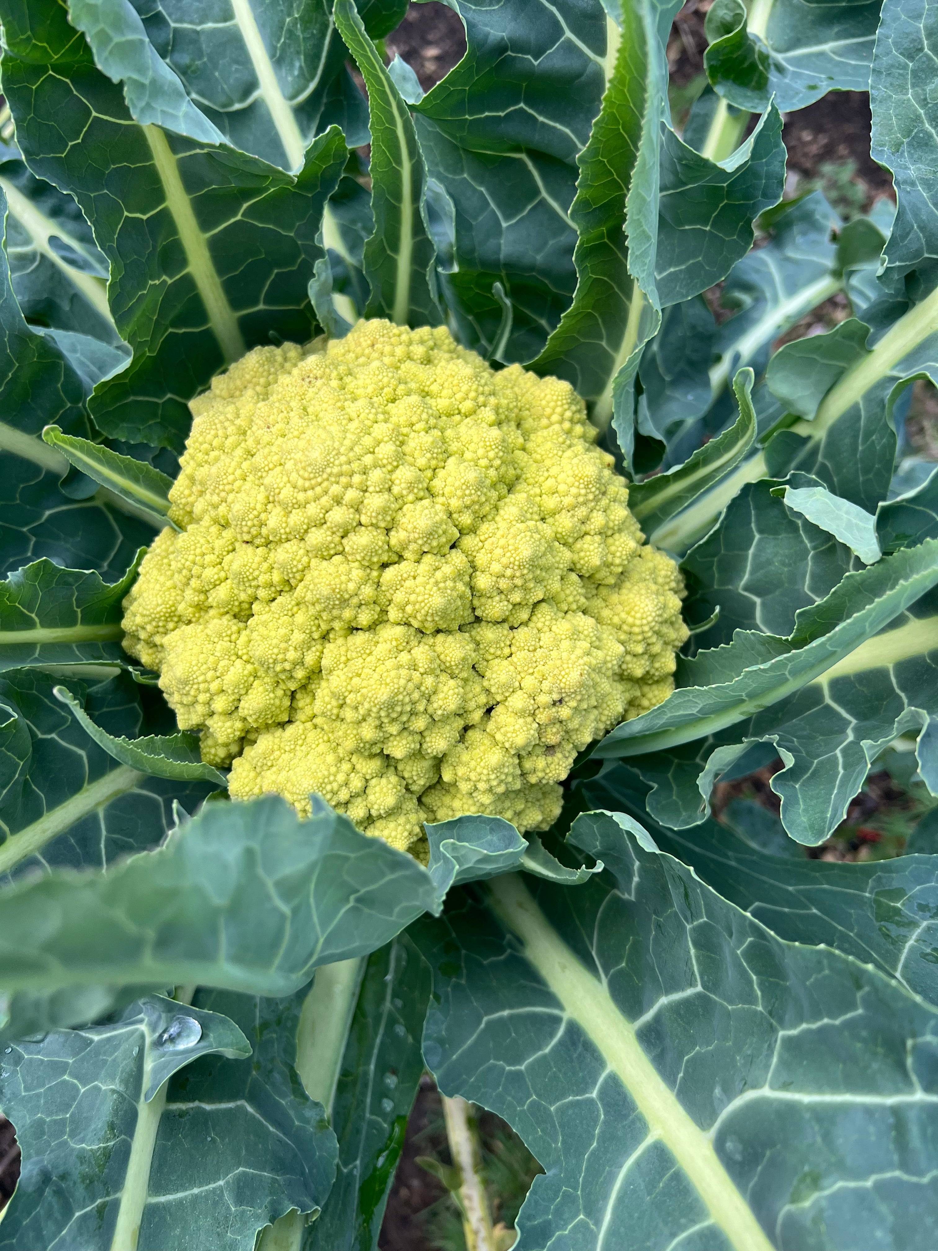 cauliflower succulent Romanesco, Italian Heirloom Broccoli/Cauliflower Seeds