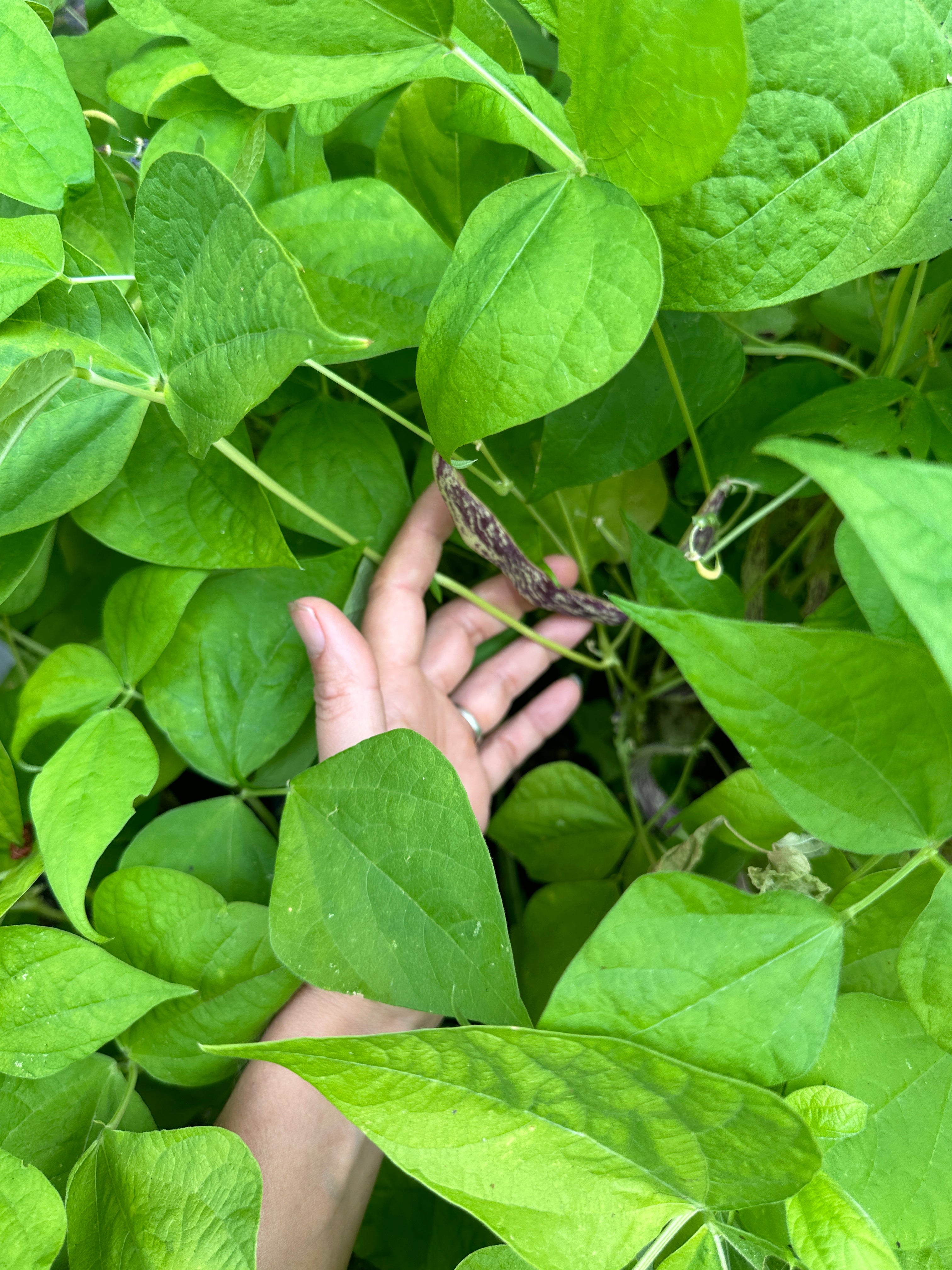 bean plant skate 3 Bush Snap Bean Seeds