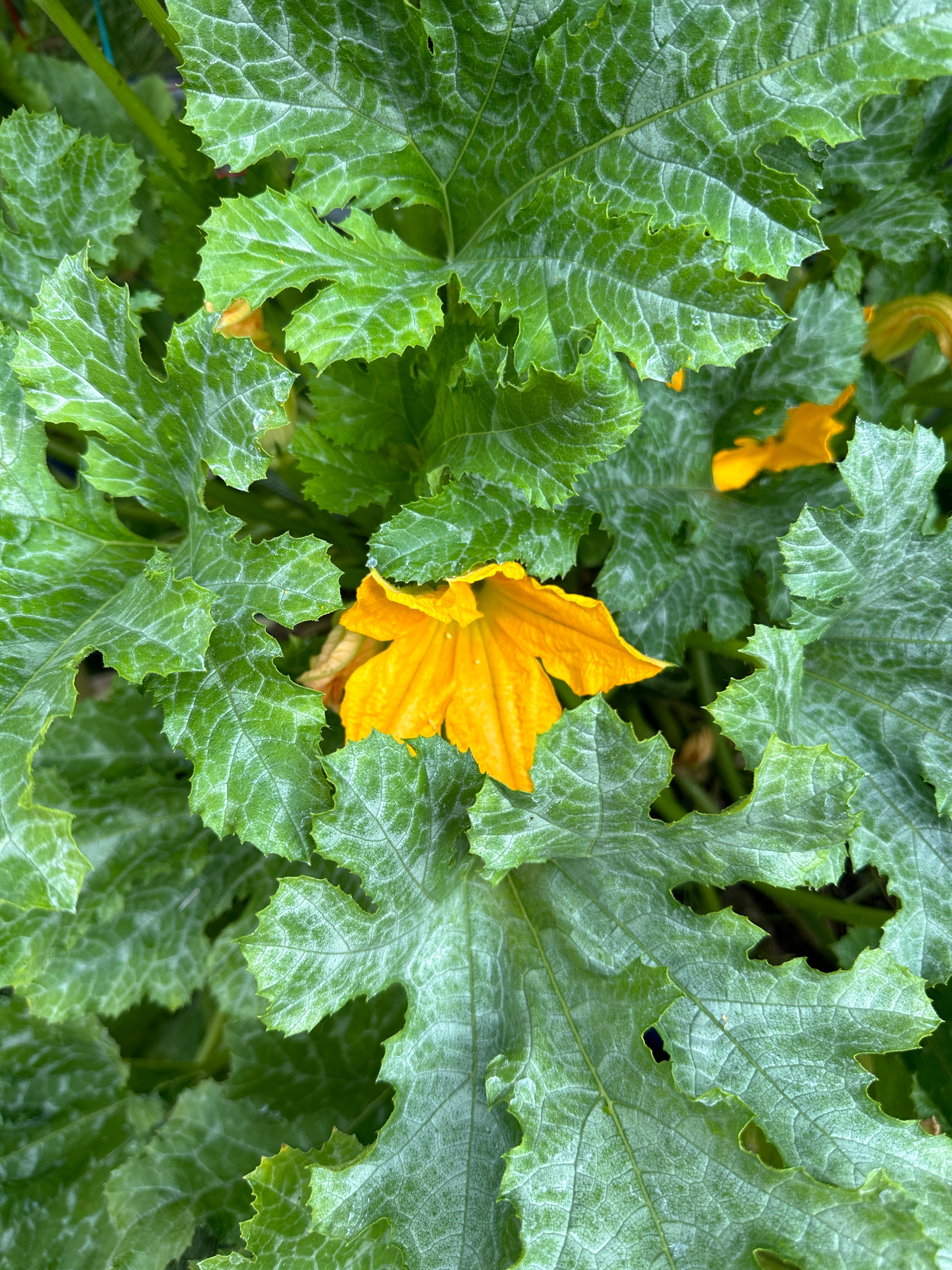 zucchini plants from seed Zucchini Seeds