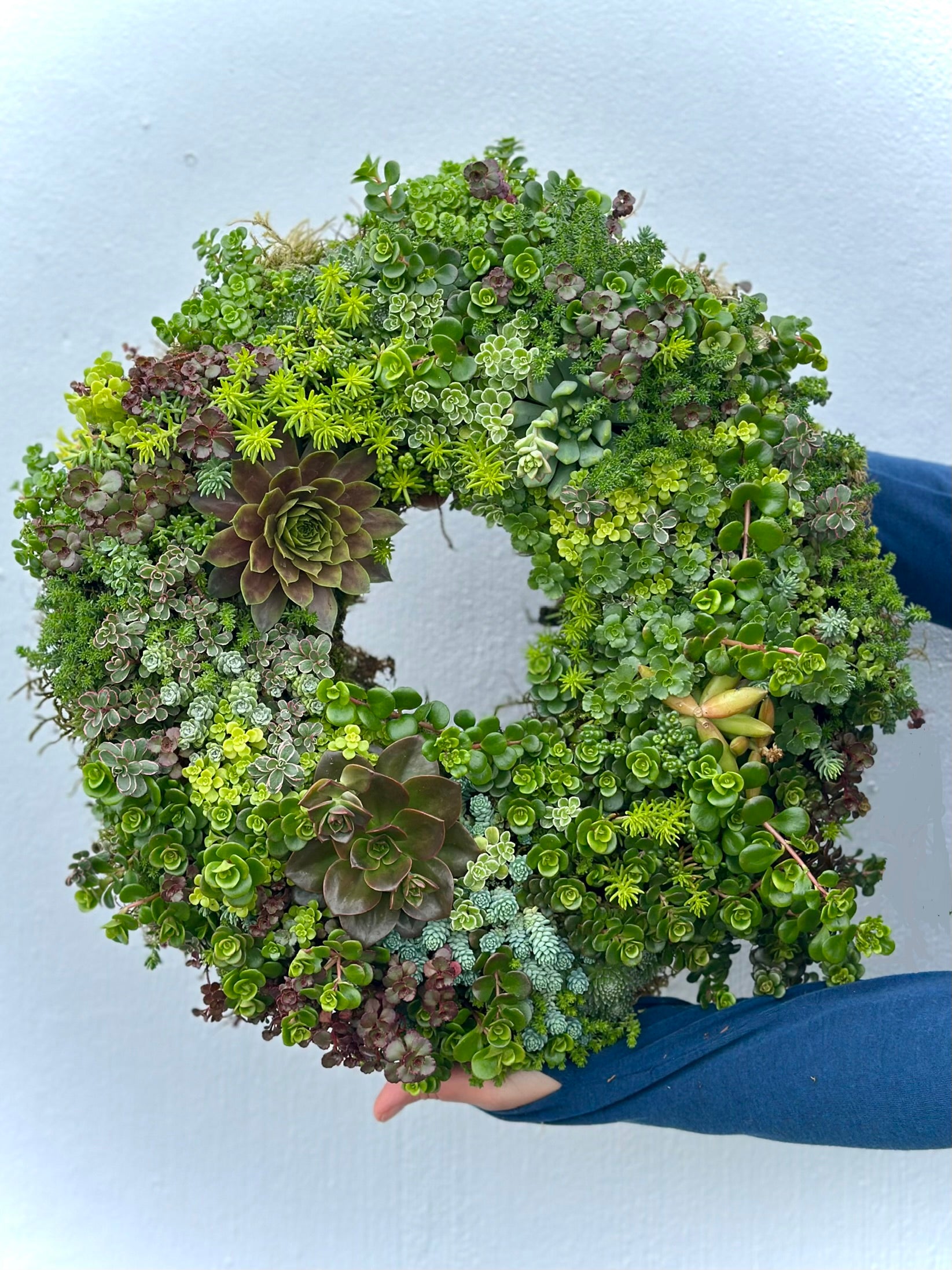 succulent wreath san diego Handcrafted Succulent Wreath 12"