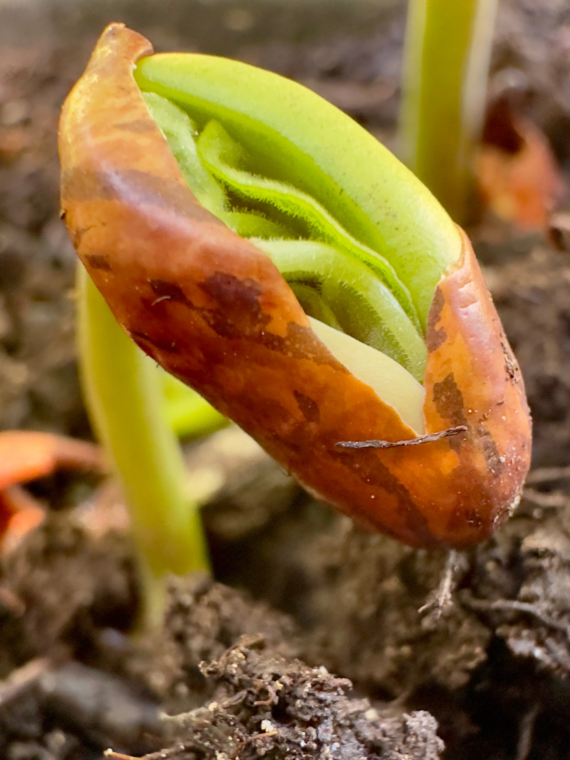 plant beans seeds Bush Snap Bean Seeds