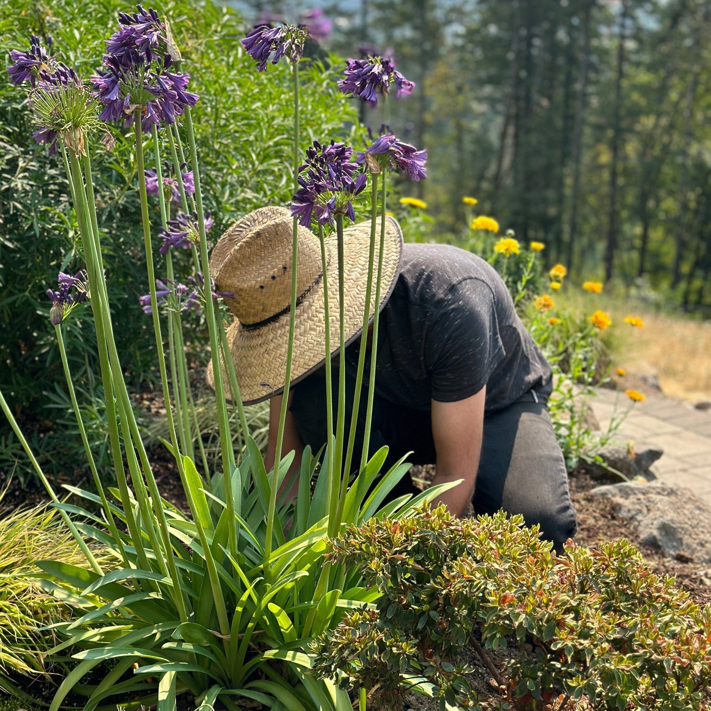 Exterior Landscaping & Plant Design