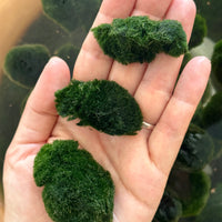 Marimo Moss Ball (Aegagropila linnaeii)