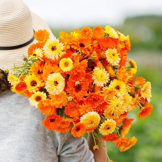 edible flower seeds Edible Flower Seed Collection