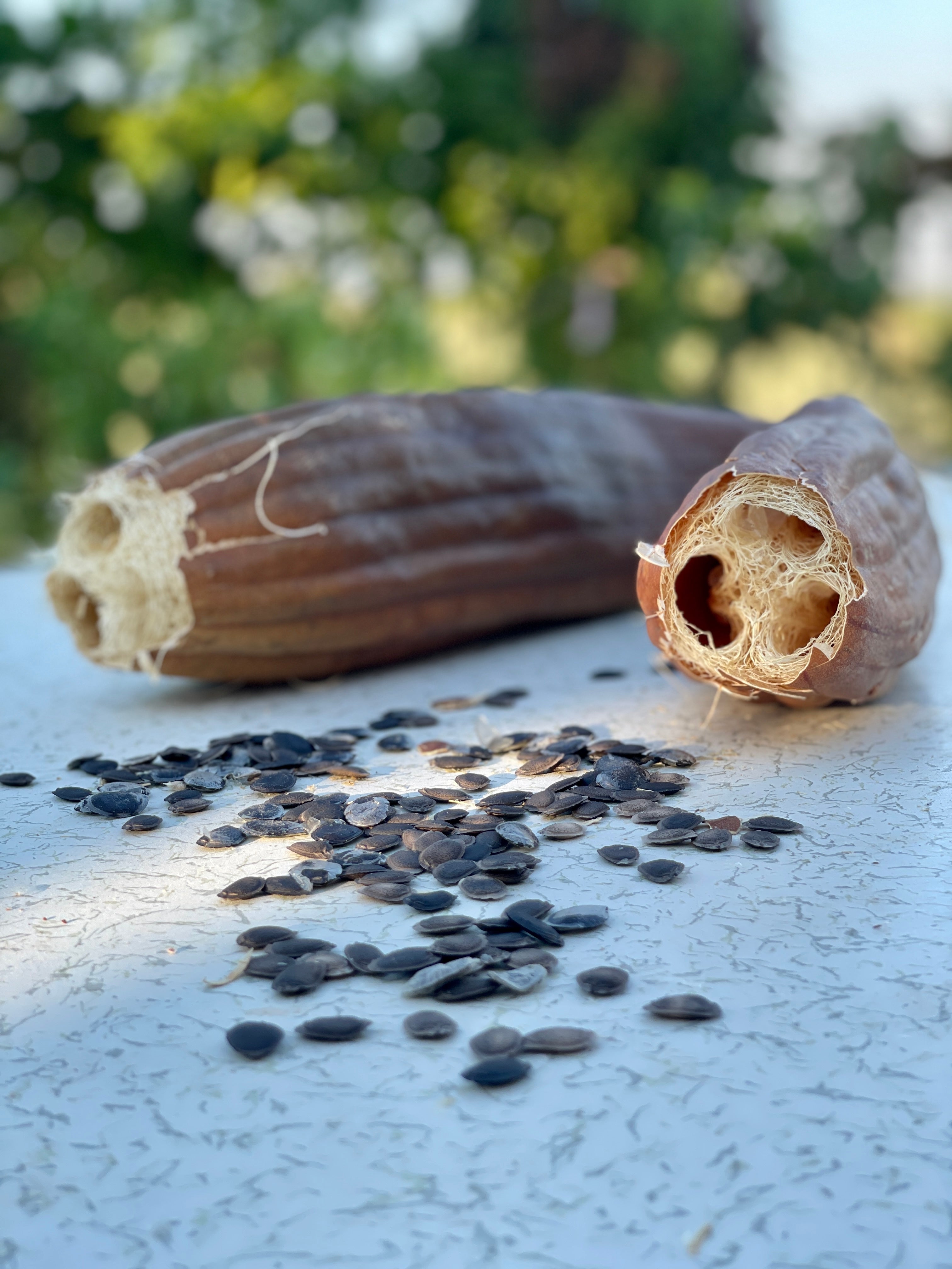 planting luffa gourd seeds Luffa (Loofah) Sponge Gourd Seeds