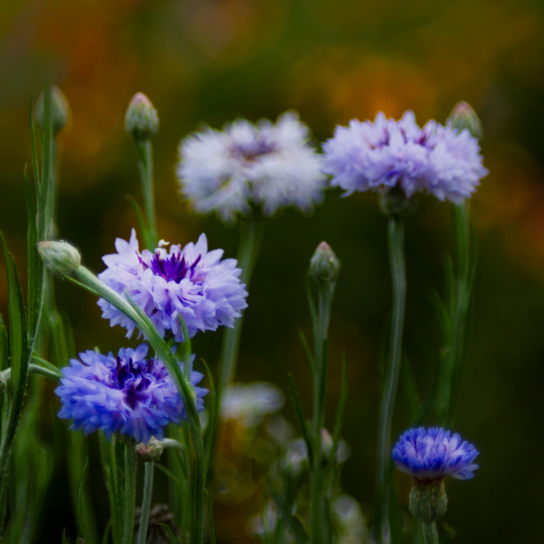 edible flower seeds australia Edible Flower Seed Collection