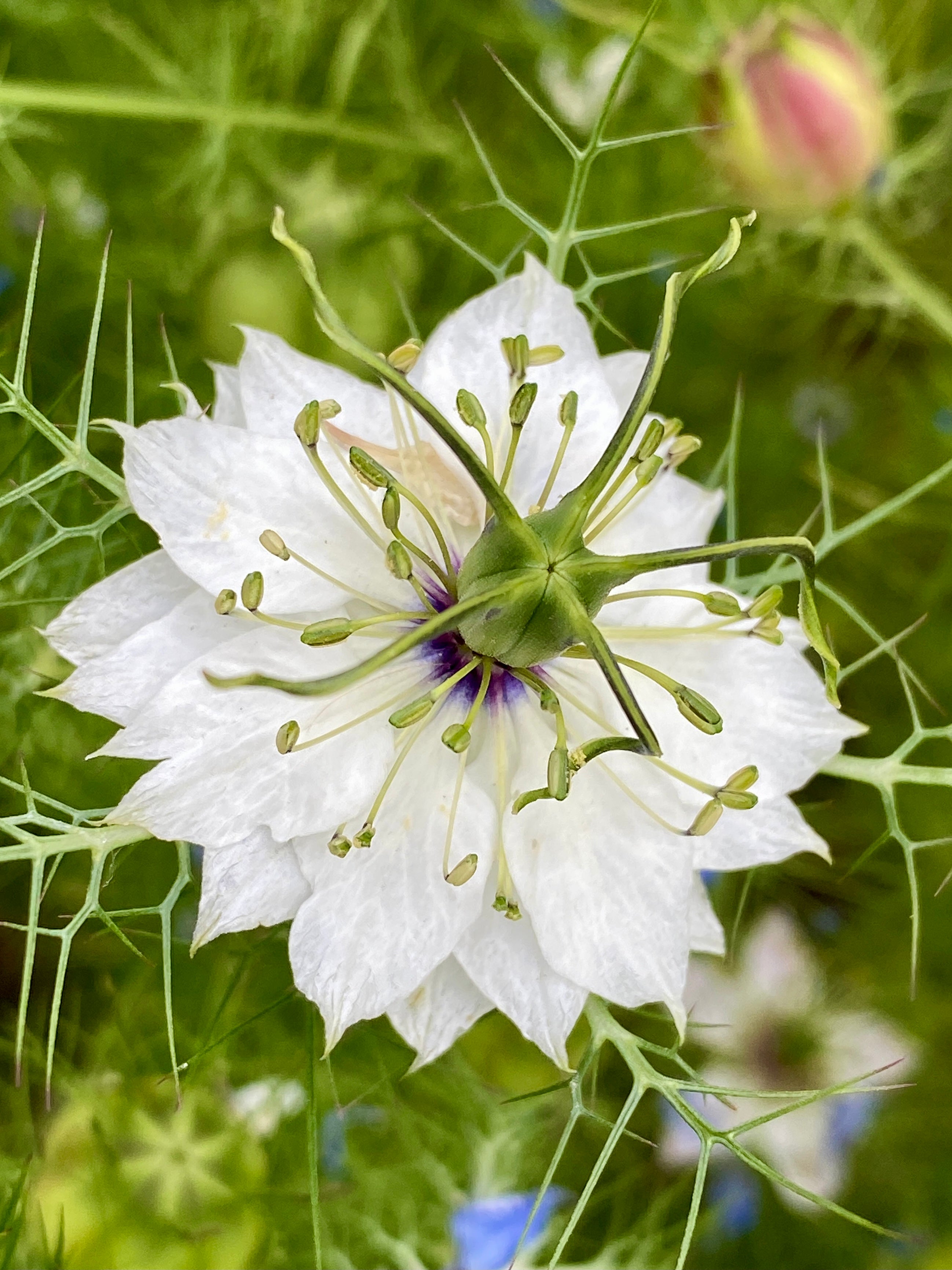 Nigella 'Love in a Mist' Seeds - Mixed Colors – Sacred Elements
