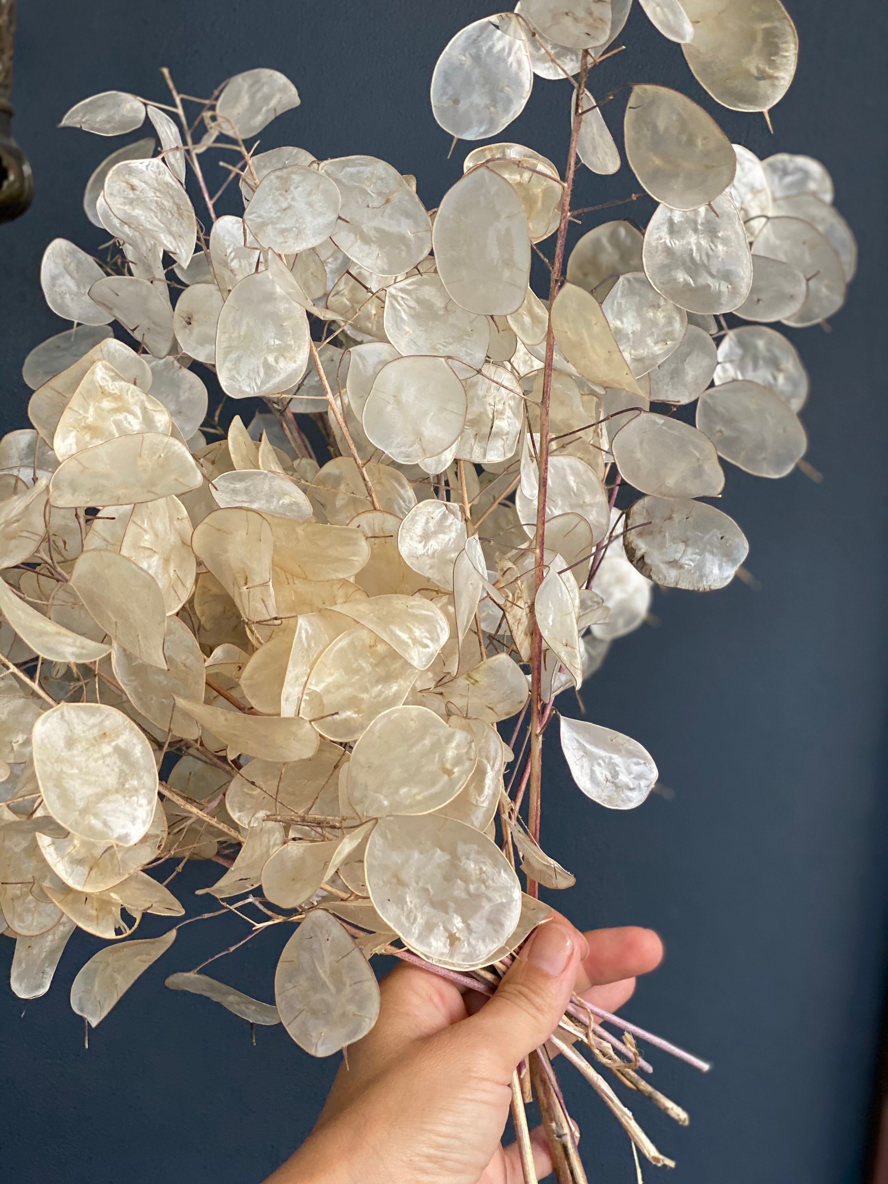 dried lunaria money plant Lunaria 'Silver Dollar' Seeds