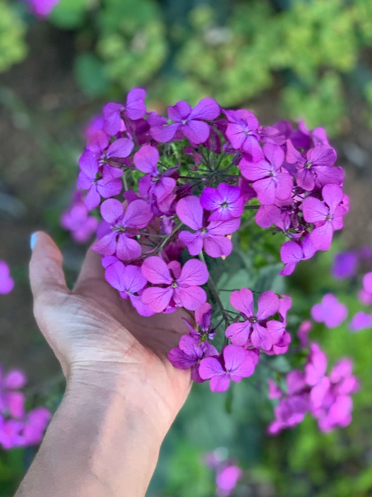 family dollar flower seeds Lunaria 'Silver Dollar' Seeds