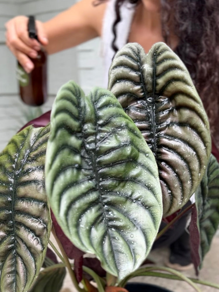 houseplant pests, treat spider mites naturally 