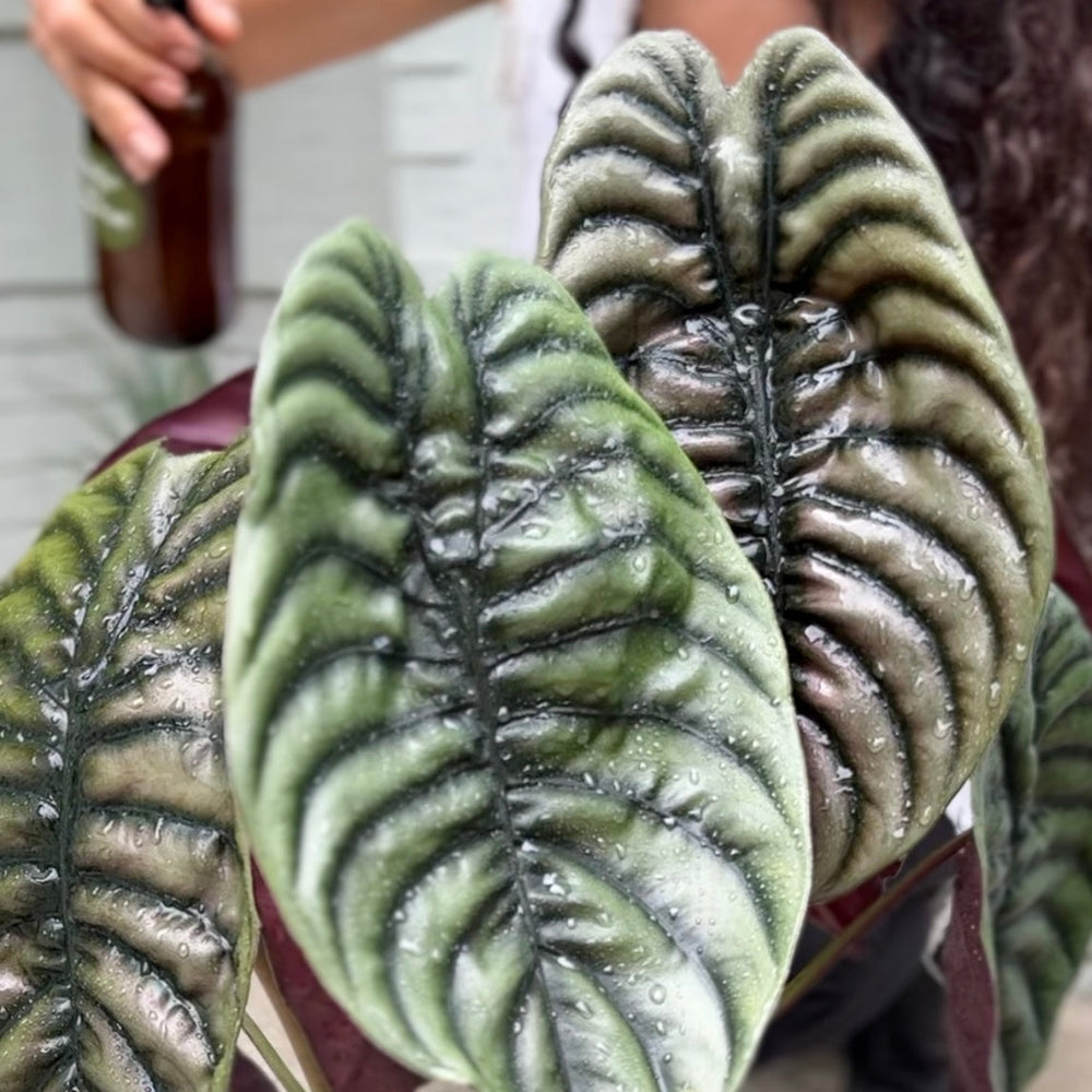 houseplant pests, treat spider mites naturally 