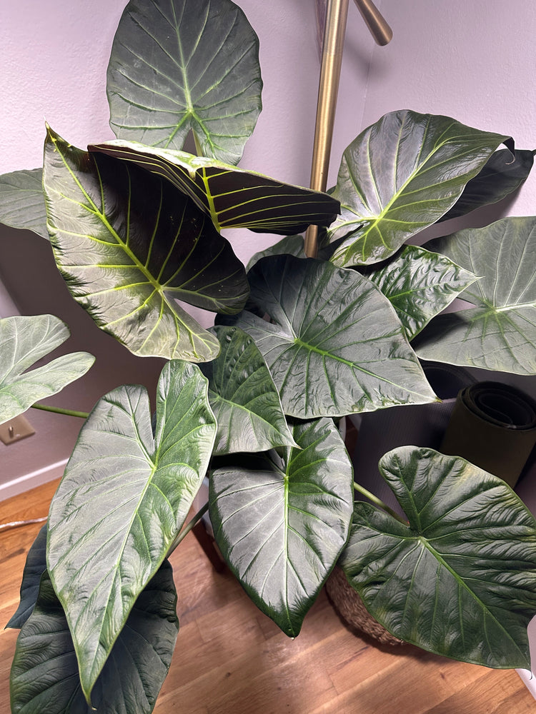 caring for the plant alocasia using natural plant care solutions 
