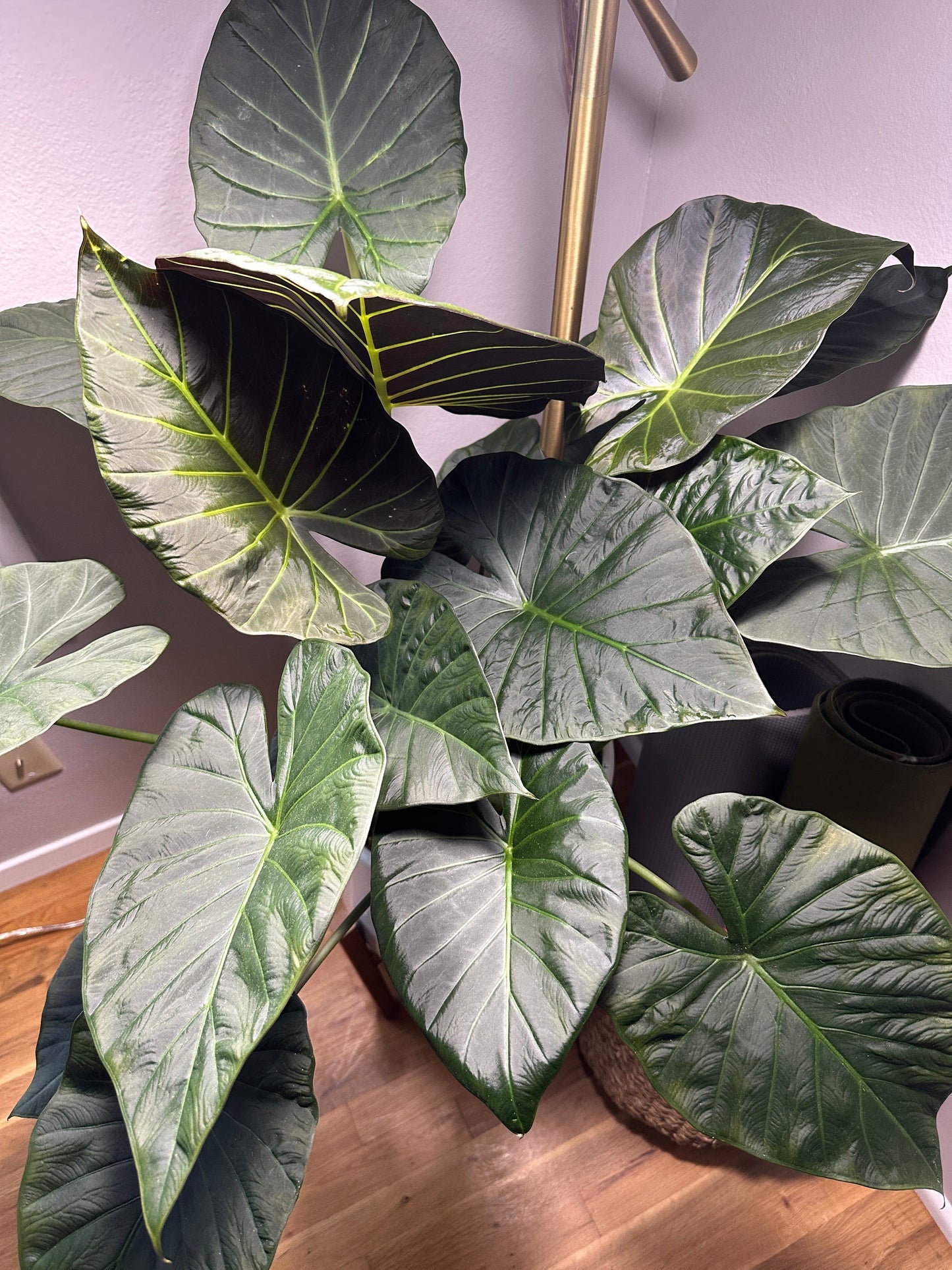 caring for the plant alocasia using natural plant care solutions 