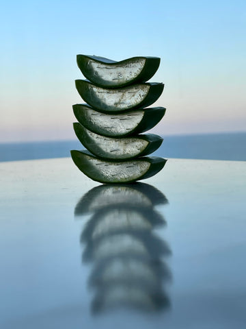 Aloe Vera for your Houseplants and Garden