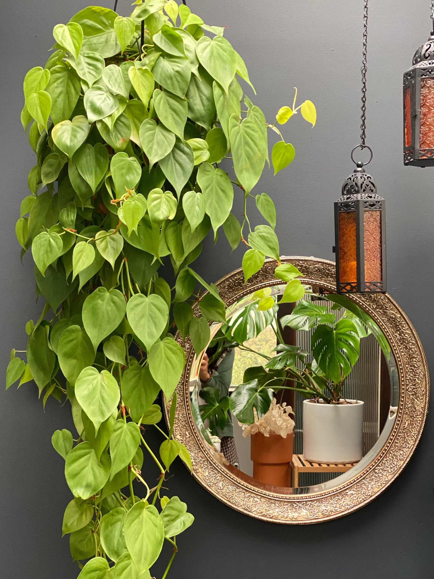 Houseplants best practices for repotting