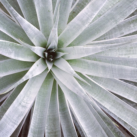 Giant Staghorn ferns have epicuticular waxes too!