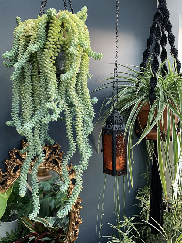 how to grow and propagate succulent burros tail sedum