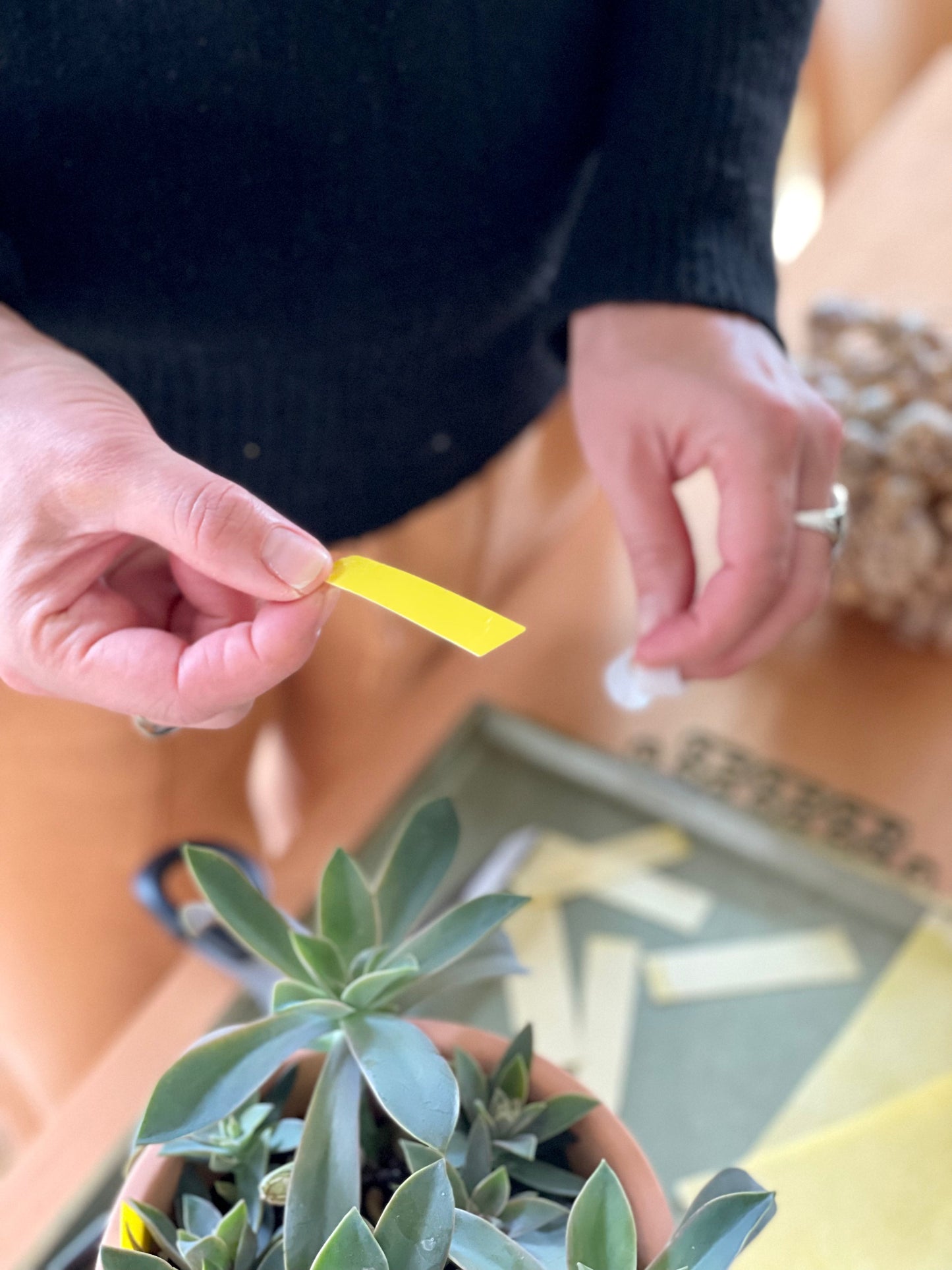 fungus gnats manage plant pest naturally