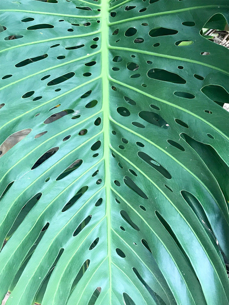 monstera everything you need to know about this monster of a plant