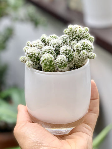 Planting Without Drainage Holes