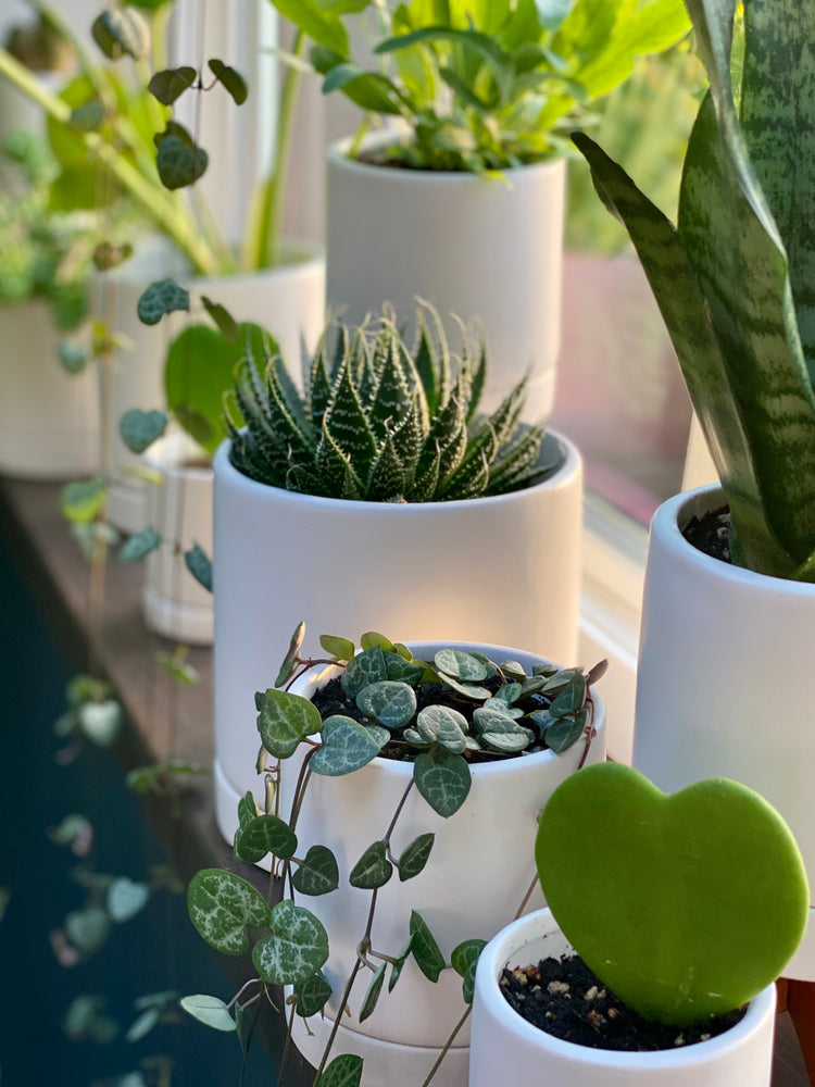 3 Tips for Bringing Houseplants Outdoors