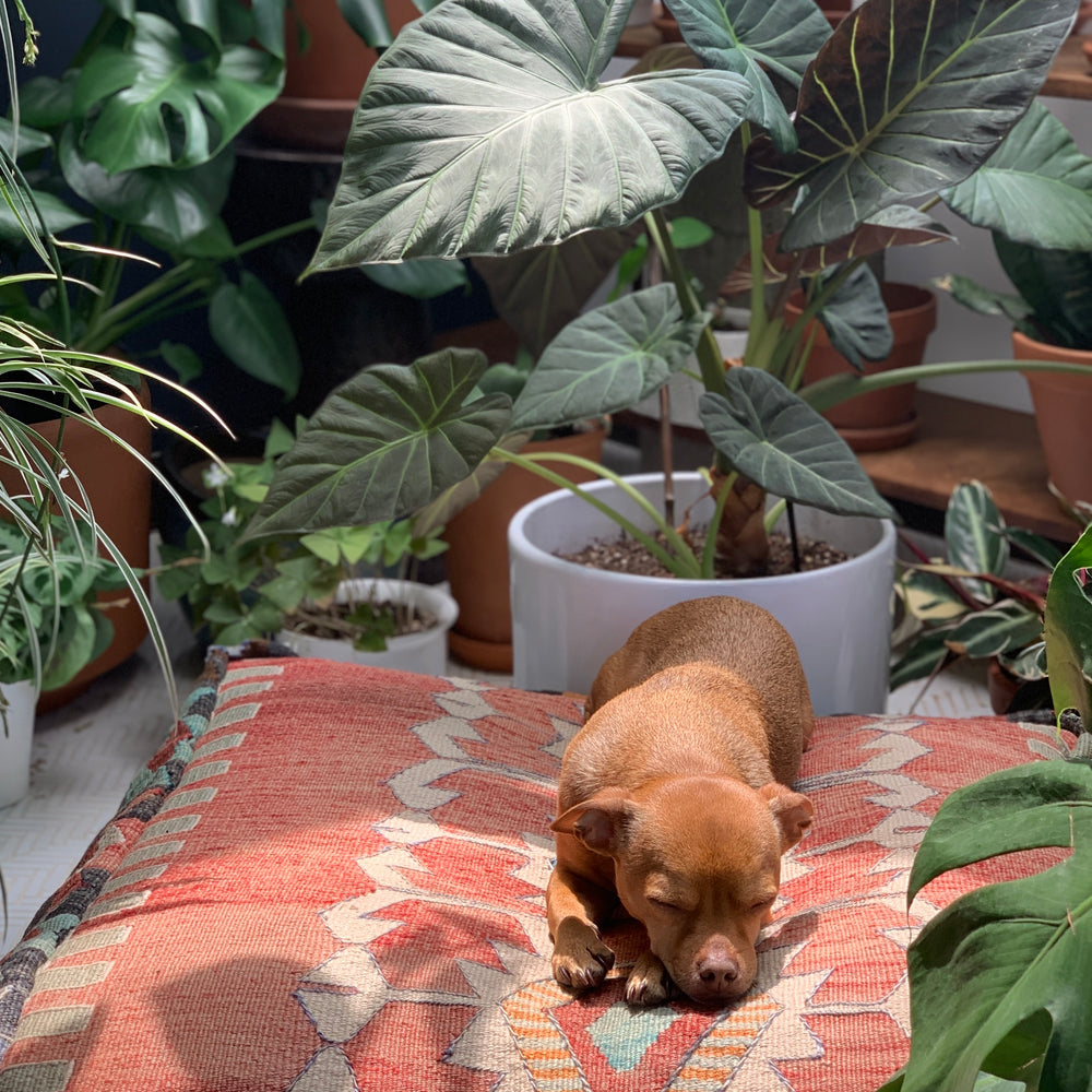 25+ Pet-Safe Houseplants