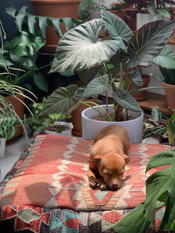 25+ Pet-Safe Houseplants