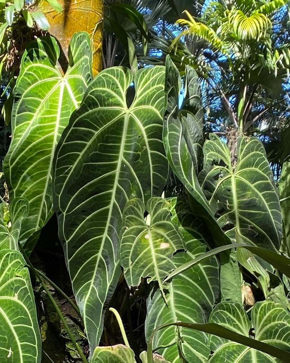 anthuriums in the sun houseplants outdoors