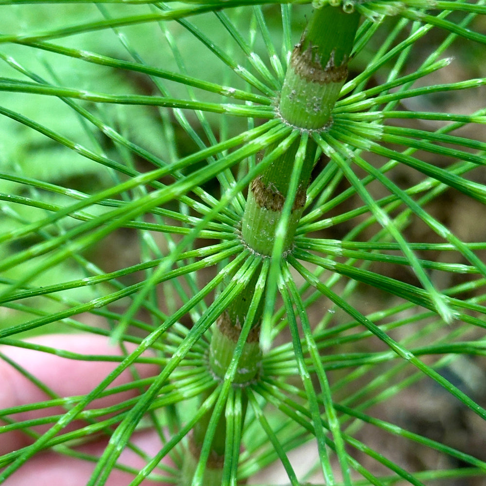 Horsetail: Ancient Herb for Healthier Houseplants and Gardens