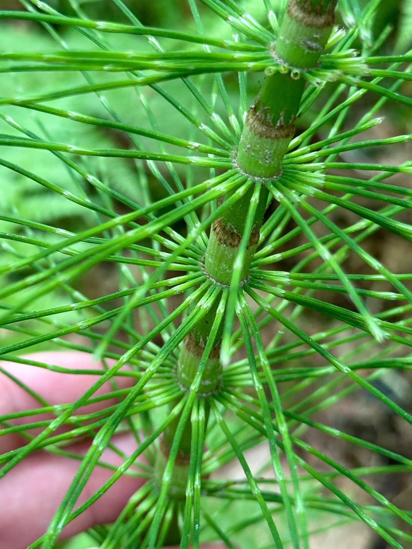 Horsetail: Ancient Herb for Healthier Houseplants and Gardens