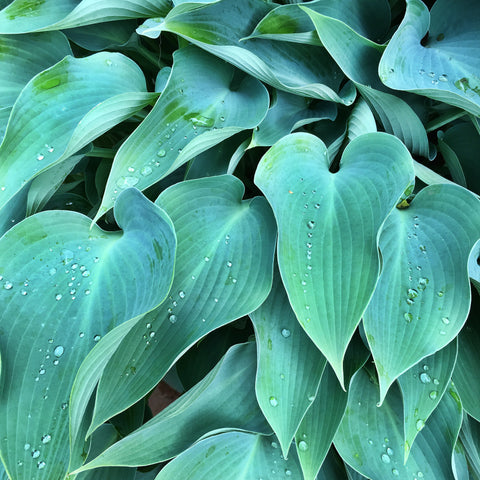4 Tips for keeping plants happy in the heat