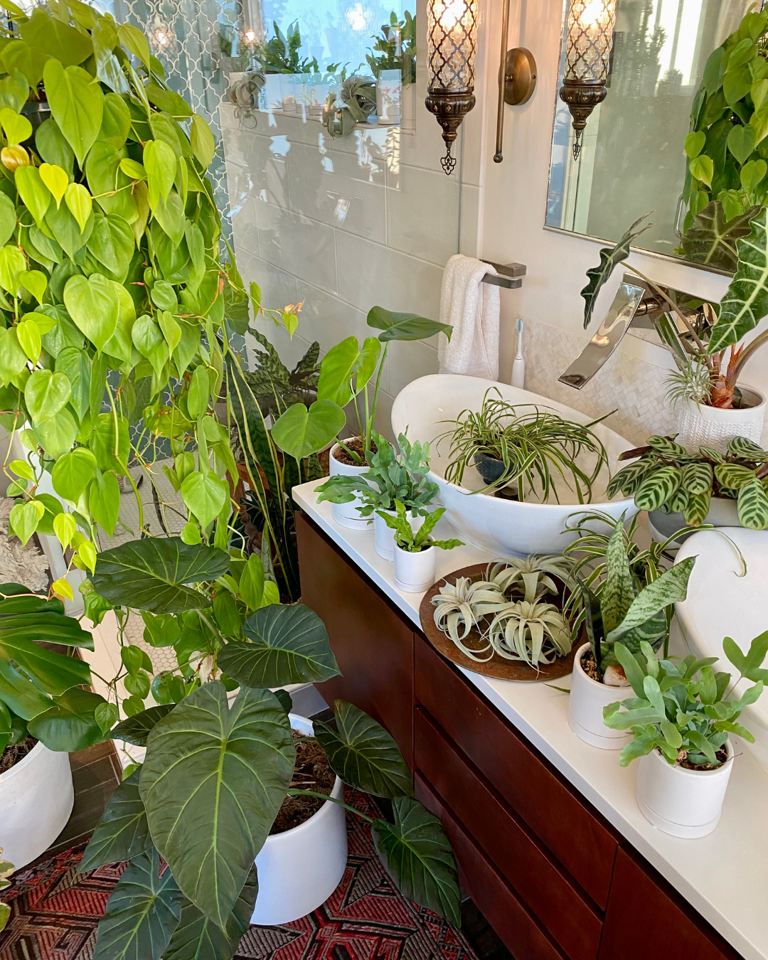 5 Tips for Bringing Plants Indoors and into your Home