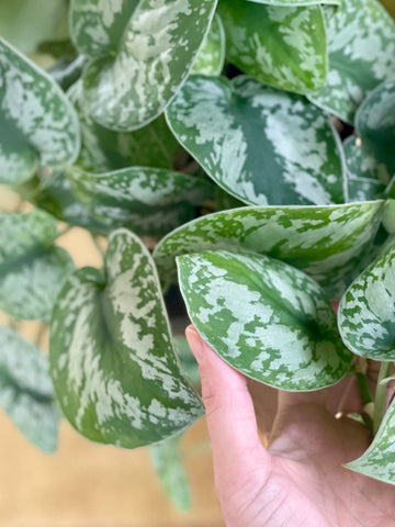 5 Tips for plant propagation: Soil