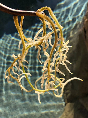 5 Tips for Plant Propagation: Water