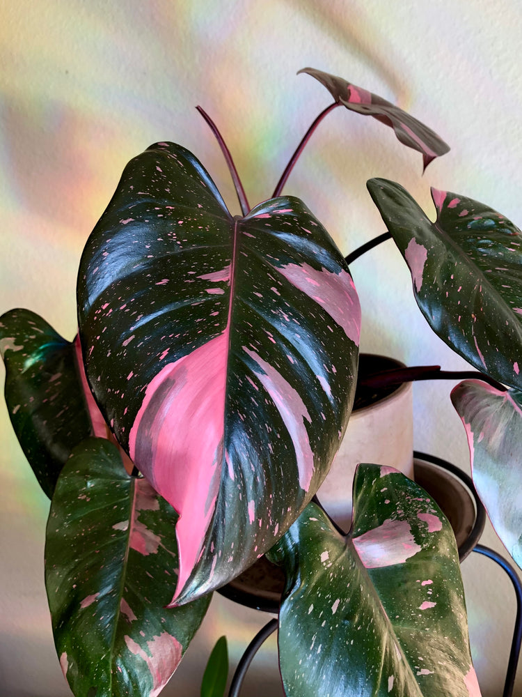 Glowing Pink Princess Philodendron is fully recovered from scale