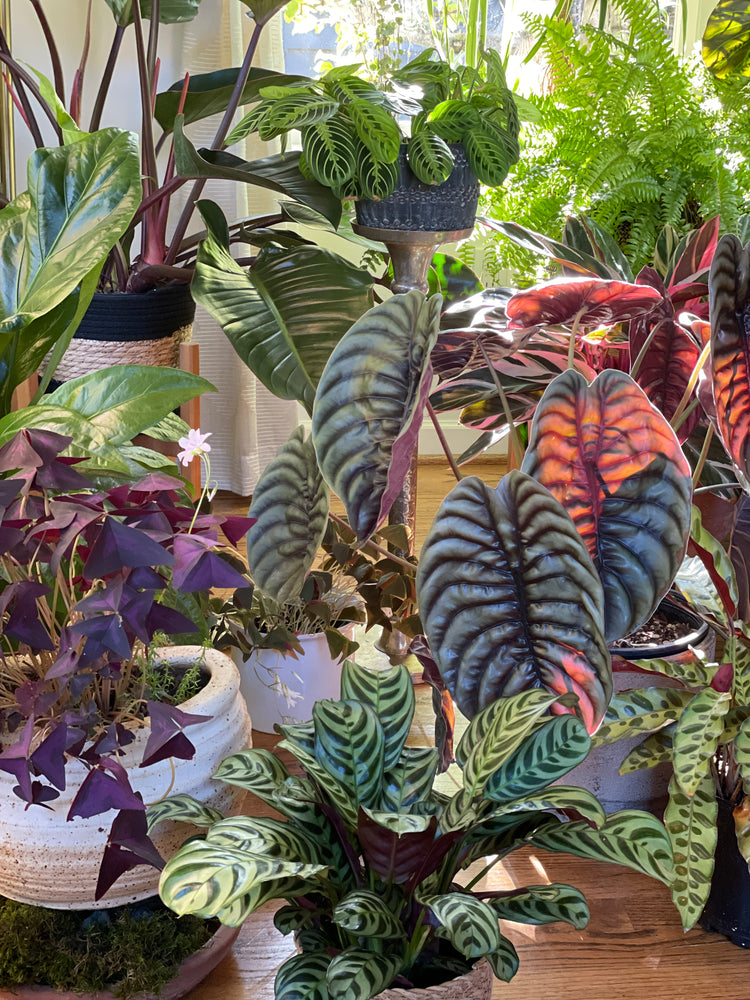 5 Tips for Bringing Plants into your Home