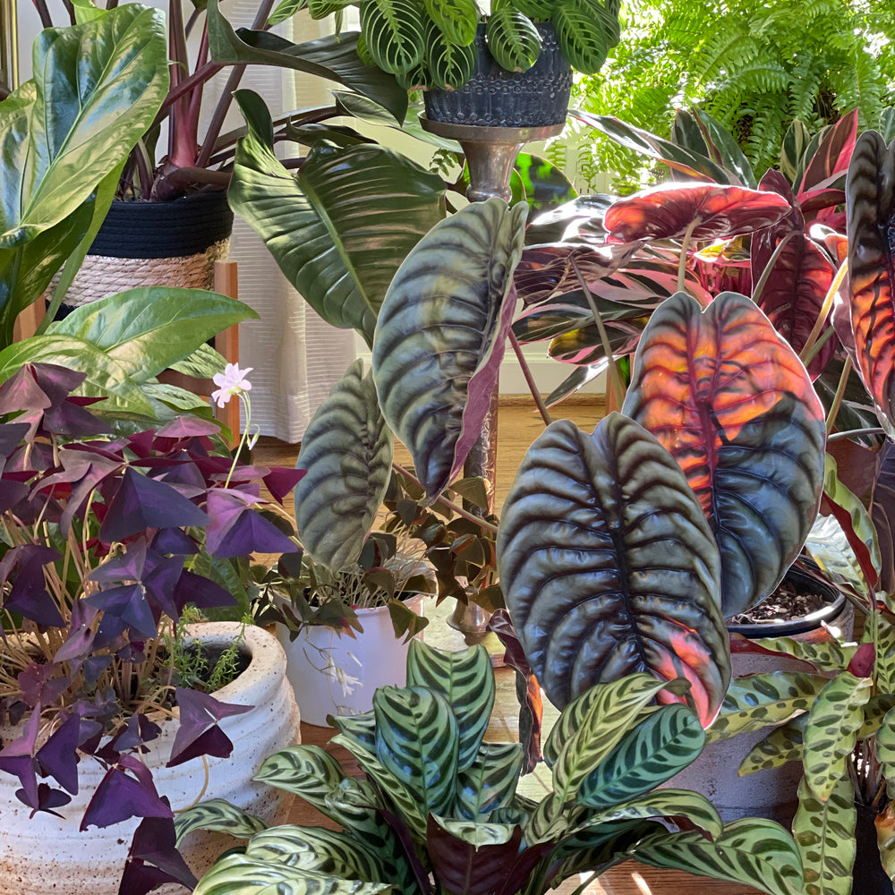 5 Tips for Bringing Plants into your Home