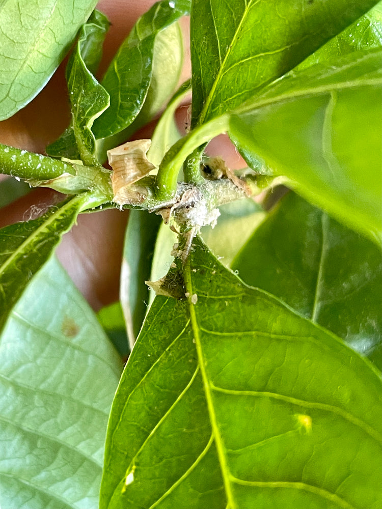 What Are Those Big White Bugs on Citrus Trees? - Pests in the Urban  Landscape - ANR Blogs