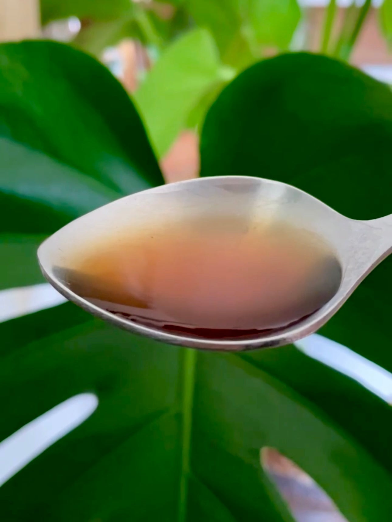 build plant immunity with sacred plant care tonics