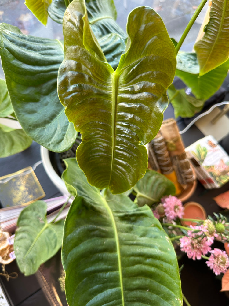 5 Benefits to Cleaning Your Houseplants